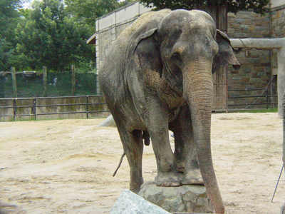 Asian elephants are strong, social, and intelligent.