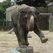 Asian elephants weigh up to 11,000lbs.