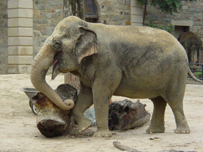 Asian elephants have small ears, one fingered trunk, convex back, two bumps on their forehead, and small tusks.