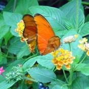 Butterflies see a broad range of colors including shades of red, yellow, orange, pink, purple, and lavender. 