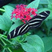 This is a Zebra Longwing Butterfly.