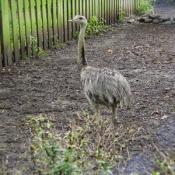 This is a Greater Rhea