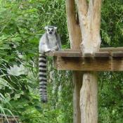 Ring-tailed lemurs are found in the southwest portion of Madagascar. 