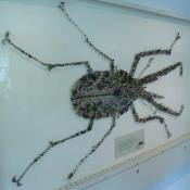 A beetle mosaic composed of beetles
