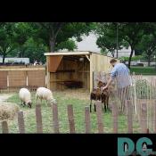 A man pets the goats, part of the petting zoo.