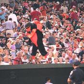The Baltimore Orioles mascot stomps on top of Boston's dugout to excite the fans.