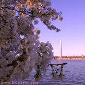 Monday, 6:50 am EST, April 2, 2007, Cherry Blossom View of the George Washington Monument. 73° and clear sky with 10 mph wind. Blossoms near peak. Bottom right branch has been damaged. This may have been to wind.