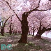 Monday, 9:20 am EST, April 11, 2005, Cherry Blossom tree shaking petals from branches. Sunny with a crisp breeze. Third Stage of Flower Bloom