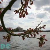 Sunday, 3:00 pm EST, March 26, 2006, Cherry Blossom View of the Jefferson Memorial. Cloudy. Peduncle elongation of florets.
