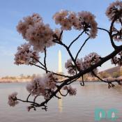 9:15 am EST, March 31, 2006, Cherry Blossom View of the Washington Monument. Clear skies and perfect temperature of 72 degrees Farenheit. First Stage of Flower Bloom.
