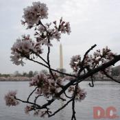 Monday, 10:00 am EST, April 3, 2006, Cherry Blossom View of the Washington Monument. Clear and Sunny. Third Stage of Flower Bloom. 
